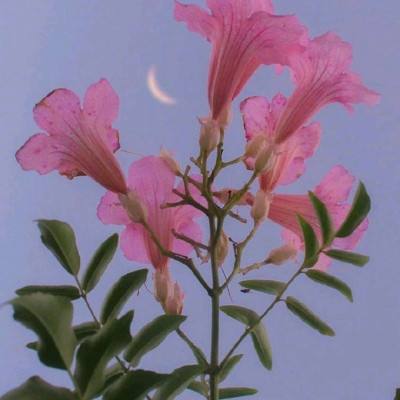 开元娱乐游戏官版正版下载